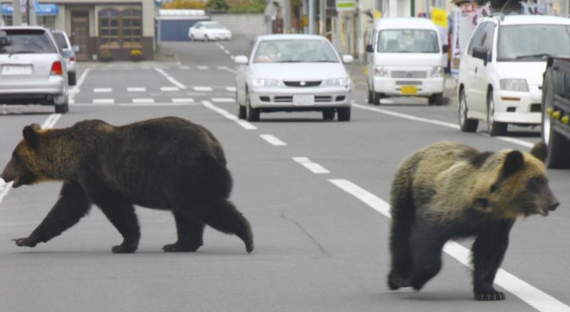 Япония: бюрократы решают «медвежью проблему»