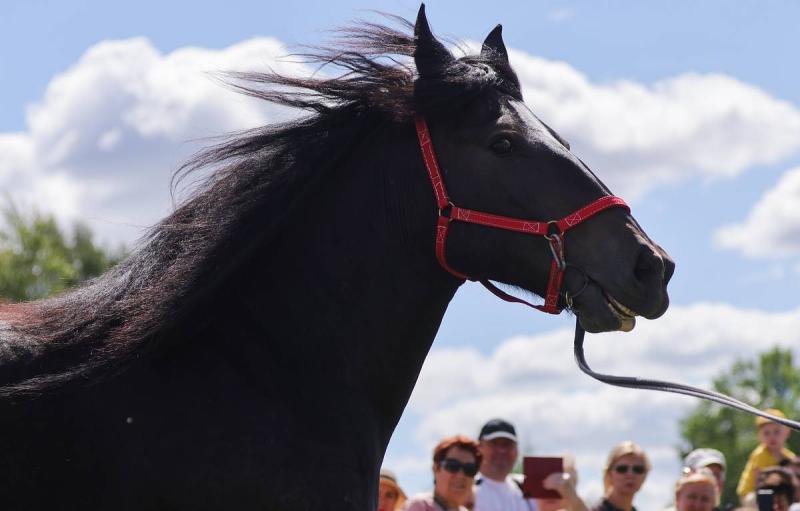 В Москве планируют возродить старинный обычай освящения лошадей