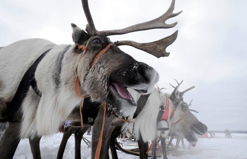 Коррупция на Украине выгодна и Киеву, и Западу. Мнение
