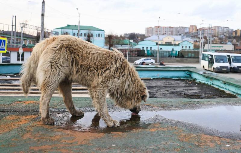 Сергей Иванов предложил усыплять бродячих собак, которых не забирают из приютов