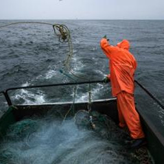 Россия ограничит сотрудничество с Японией по морскому промыслу в зоне Курил