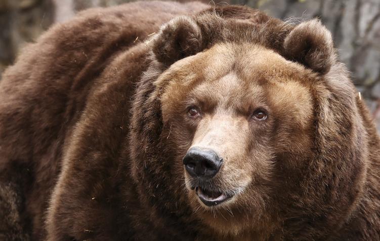 В Приморье медведь растерзал около 30 собак