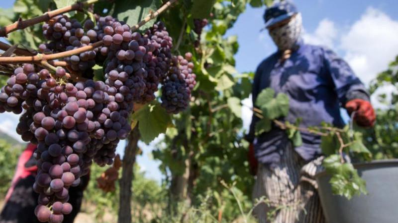 В Грузии собрали рекордный за 30 лет урожай винограда