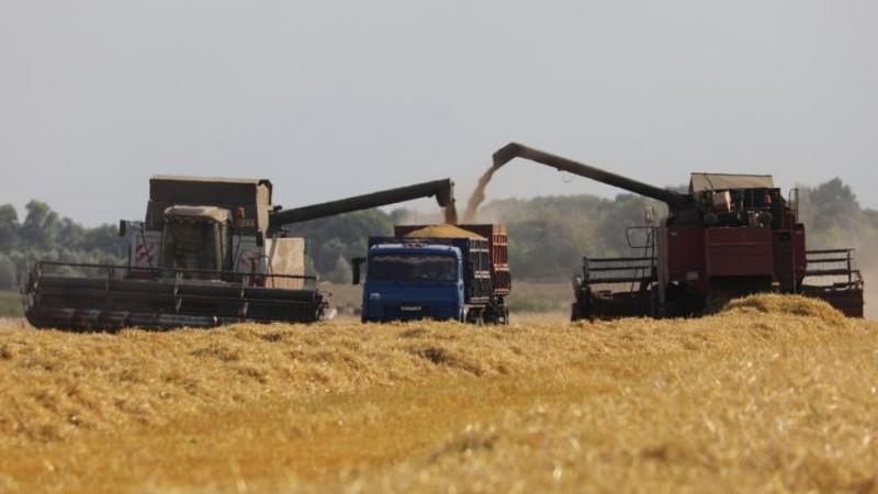 В России сбор зерна с начала года составил более 140 млн тонн в бункерном весе