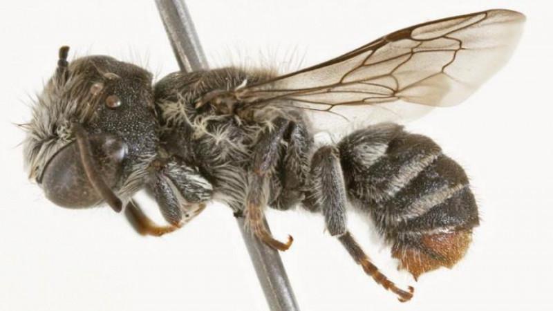 В Австралии найден новый вид пчел с "рожками"