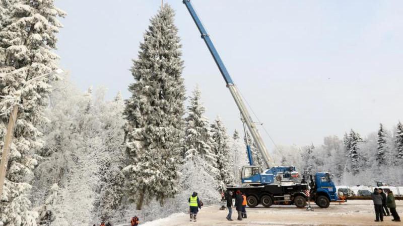 Главную новогоднюю ель России привезут из Рузского округа Московской области
