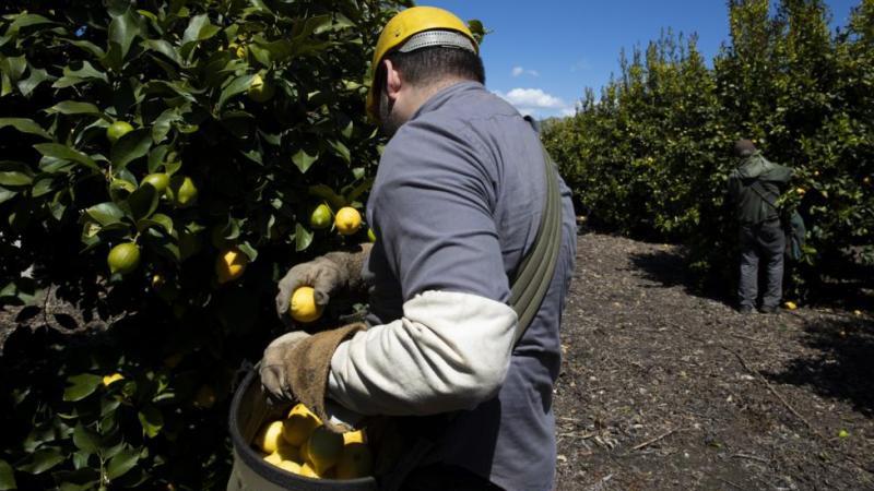 Абхазия нарастила экспорт лимонов в Россию более чем в два раза