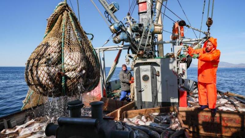 Рыбаки на Курилах выловили гигантского тунца