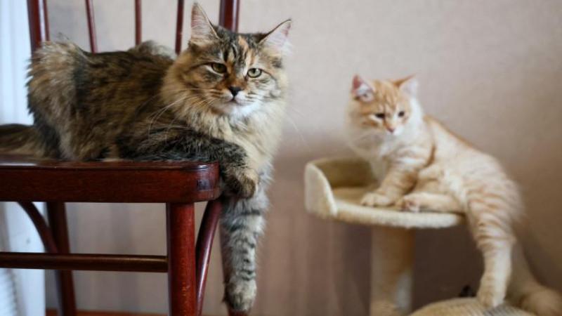 В России введут учет домашних питомцев