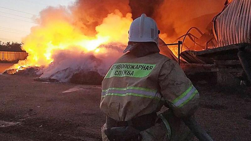 ТАСС: при пожаре в Новосибирском зоопарке погибли ламы и альпаки