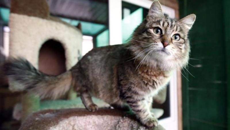 ВЦИОМ: у 70% опрошенных россиян есть домашние питомцы