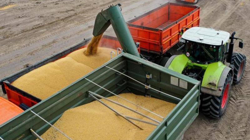 В России сбор зерна по итогам 2025 года составил 139,4 млн тонн