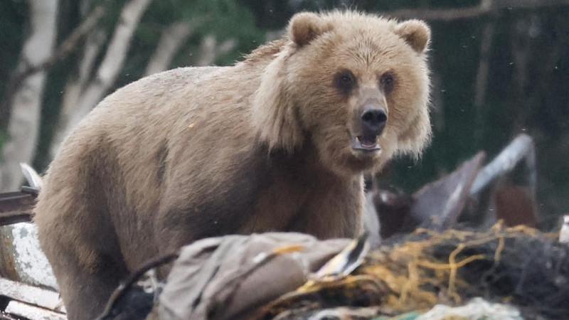В Забайкалье объявили награду в 15 тыс. рублей за добычу медведя