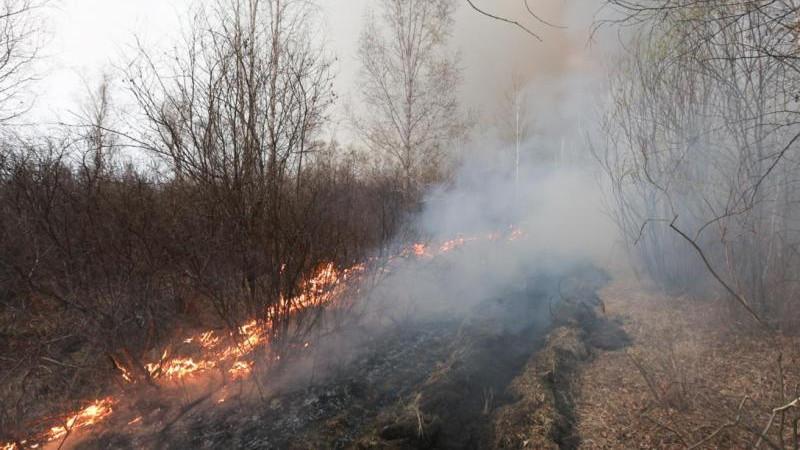 Площадь лесных пожаров в Туве за сутки увеличилась почти на 900 га