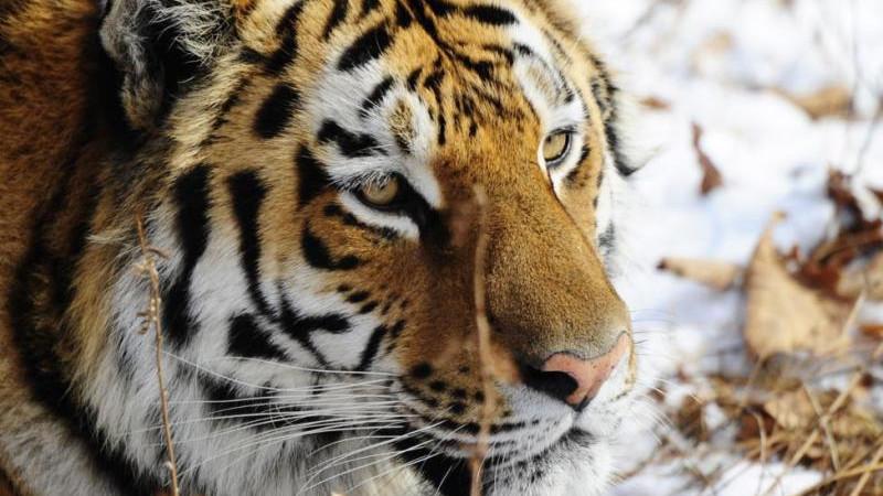 Россия весной намерена передать Казахстану четырех амурских тигров