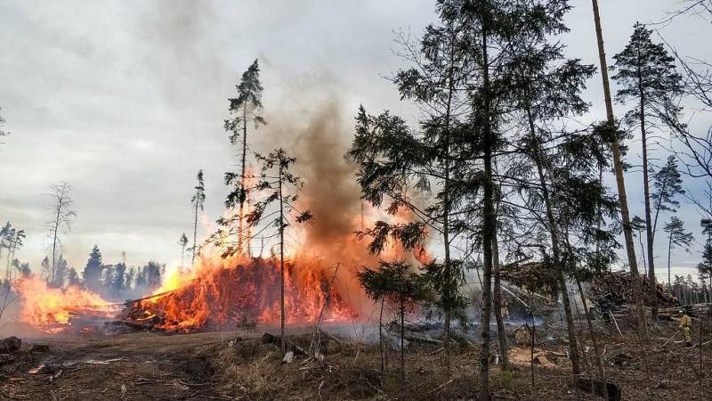 Площадь лесных пожаров в Красноярском крае составила 371,6 тыс. га