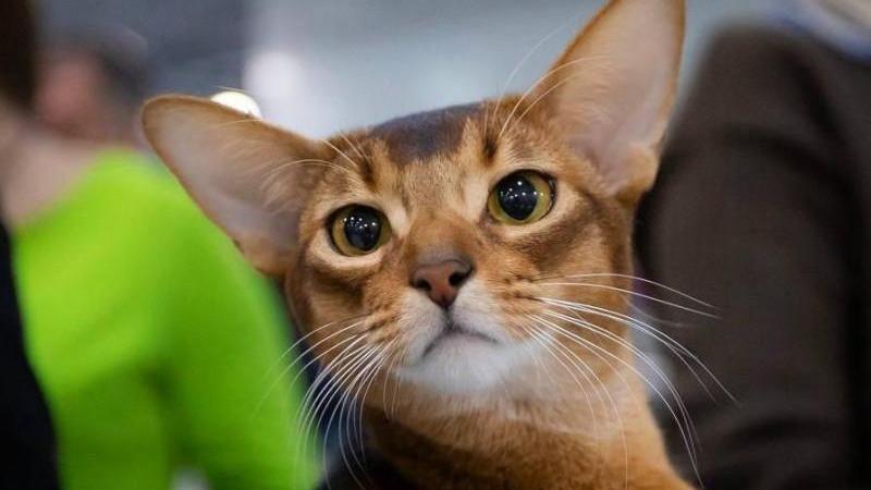 Российские кошки на мировом конкурсе в Хорватии выступали под флагом страны