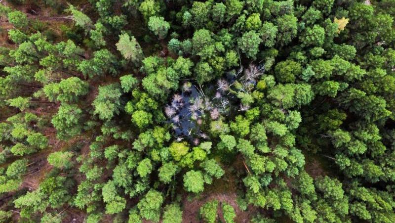 В Красноярском крае площадь лесных пожаров за сутки увеличилась на 11,6 тыс. га