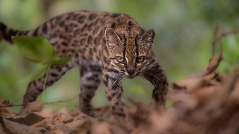 Ученые открыли новый вид диких кошек