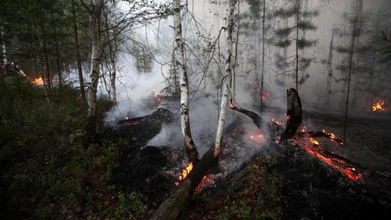 Площадь лесных пожаров в Якутии превысила 2,5 тыс. га
