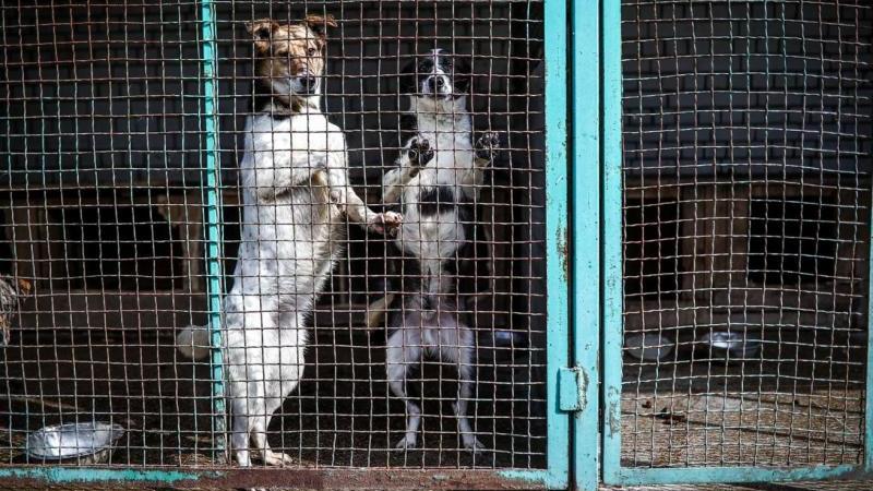 В Госдуме призвали не возвращать бездомных собак на улицу, а искать им дома