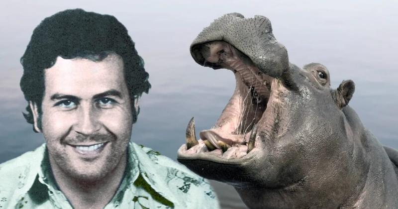 Indian tycoon Ambani offers to rescue Escobar's 'cocaine hippos', bring them to India