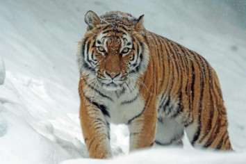 Tigers that Russia gifted to Kazakhstan to be released into wild soon — Putin
